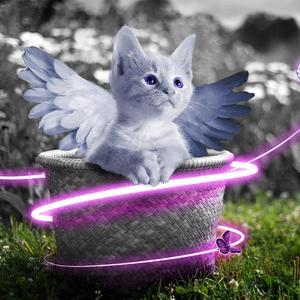 久草视频手机在线
